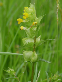 Yellow Flower